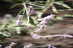 Pogostemon myosuroides